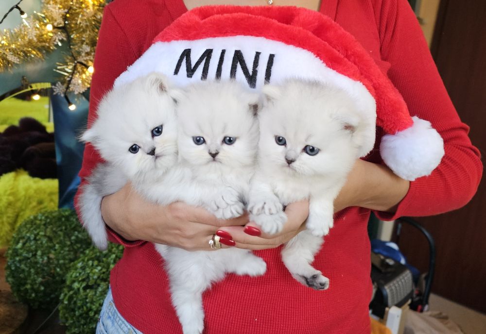 Британски дългокосмести котенца