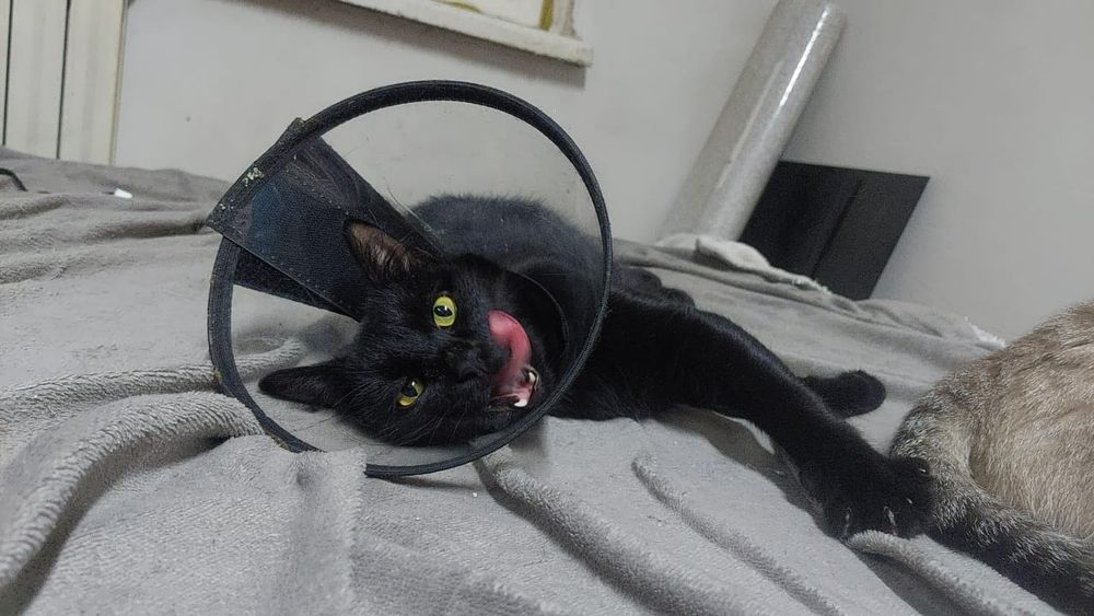 Кот ищет семью и дом