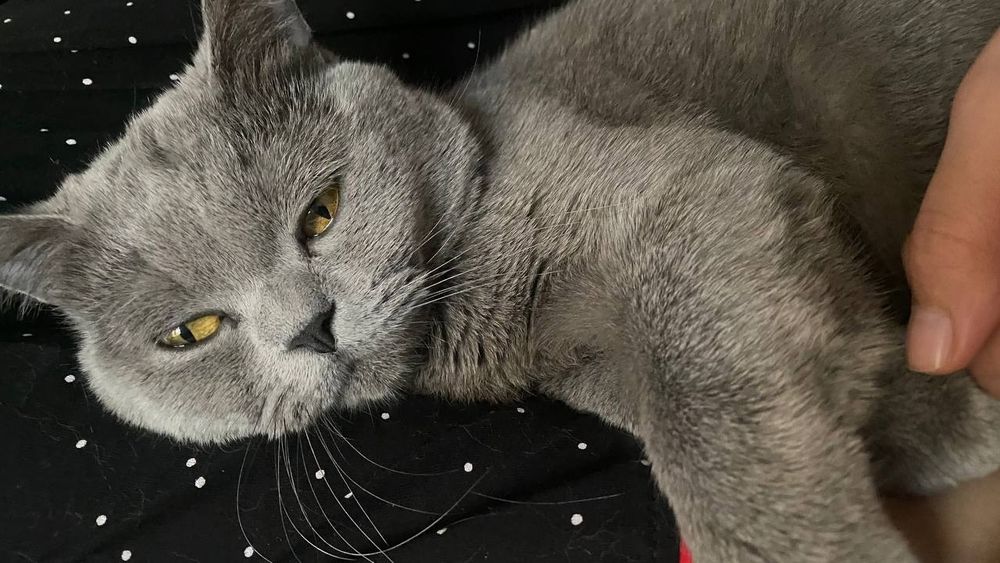 Mushuk sotiladi narhi 1500milyon kami bor