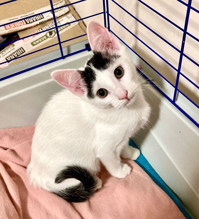 Pui de pisica pentru adoptie in Bucuresti