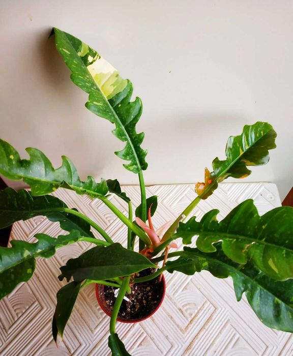 Филодендрон Ринг оф Фаер (тайский )-для дома и офиса