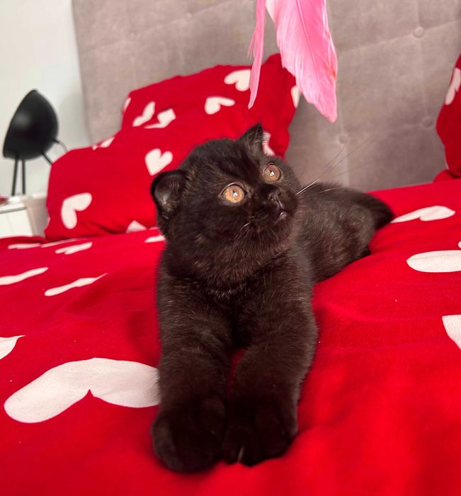 Rasă pură Scottish Fold, motănel cu pedigree și Carnet de Sănătate