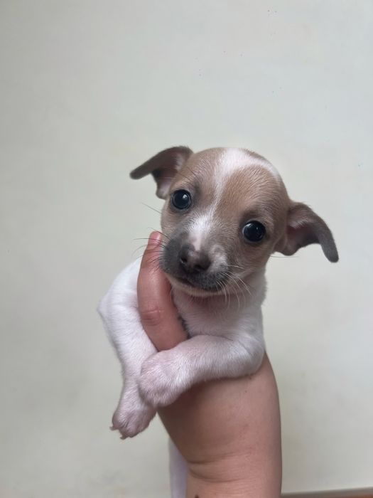 Кученца чихуахуа