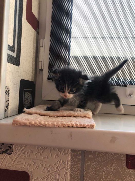 Отдаю котят ДАРОМ