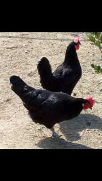 Черная курица петух черный доставка есть яйца от черных кур тддитддбьт
