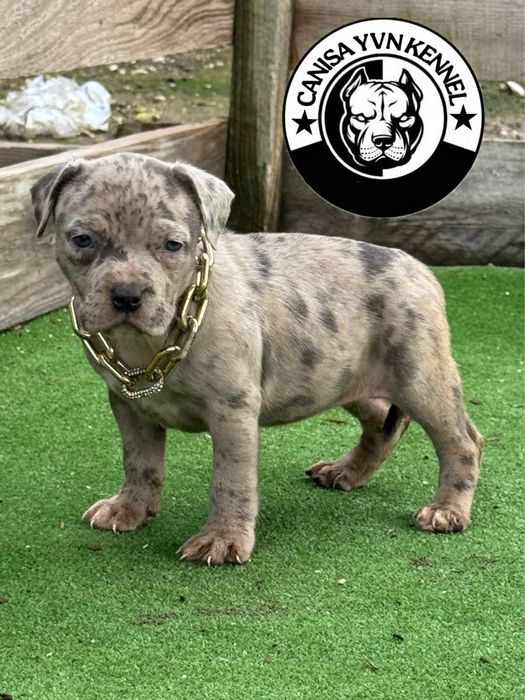 Femela amstaff blue merle