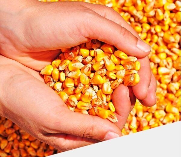 Vand porumb productie 2025