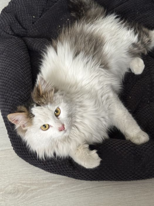 Котенок Сырок ищет дом