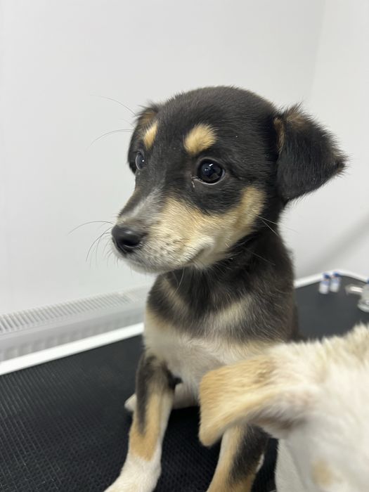 donez catei in jur de maxim 4 luni