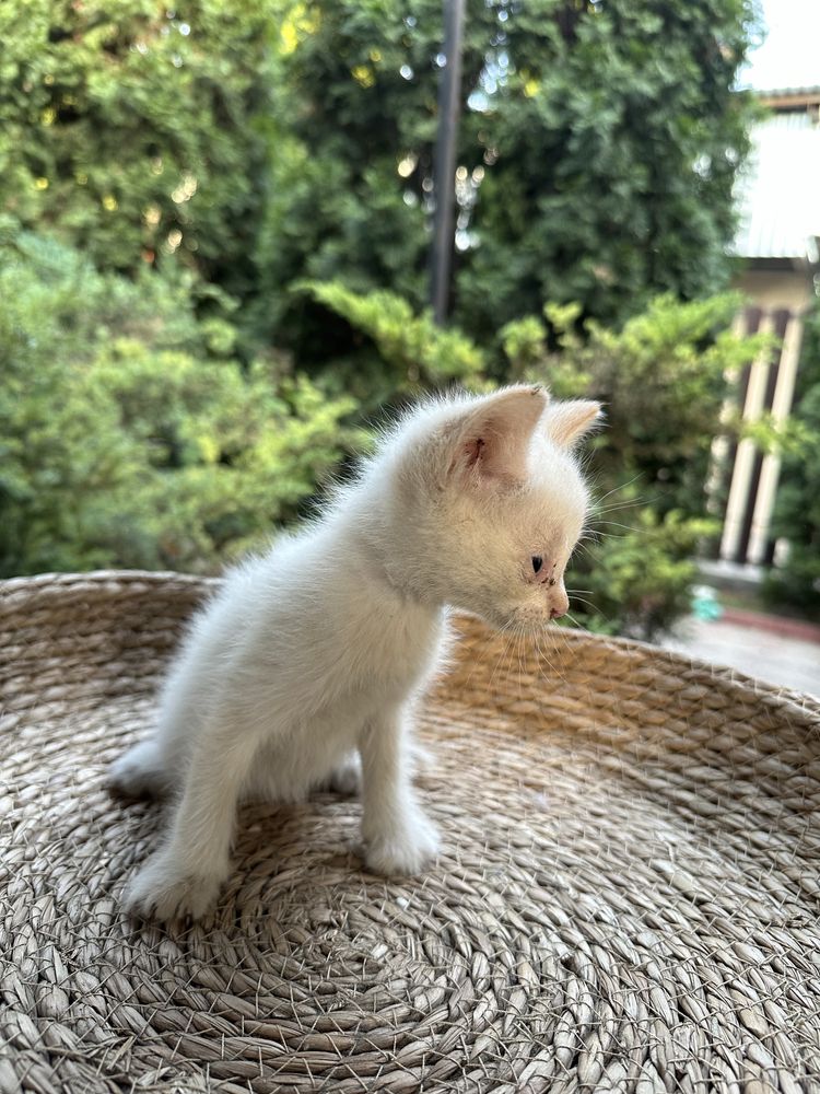 Котята, отдам в добрые руки