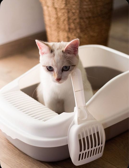 Лоток для кошек большой с бортом ( цвет: розовый)