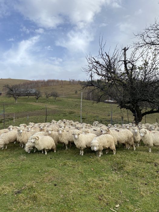 Oi disponibile 100 bucati !