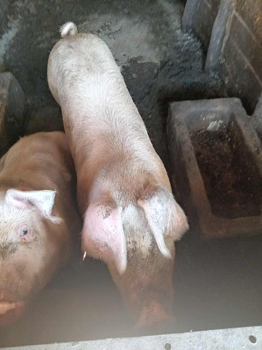 Продавам 1 прасе женско Кам 130 килограма 750 лева крайна цена