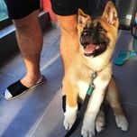 Pui rasa Akita American