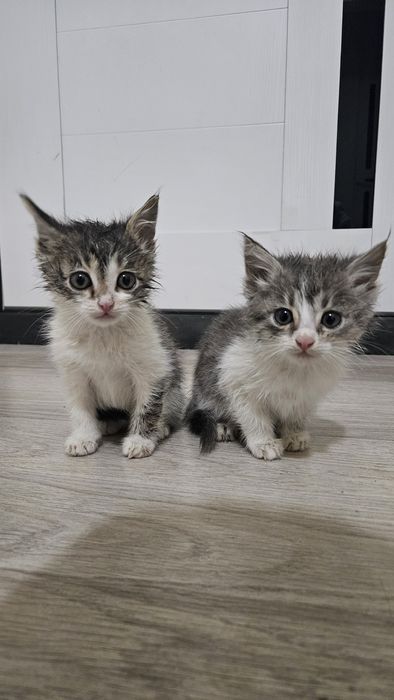 Каму нужен харошиие котя бесплатно