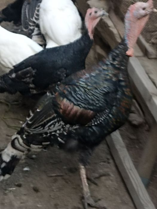 Продаются индюки породы чёрный принц и индейки возраст двух годовалые