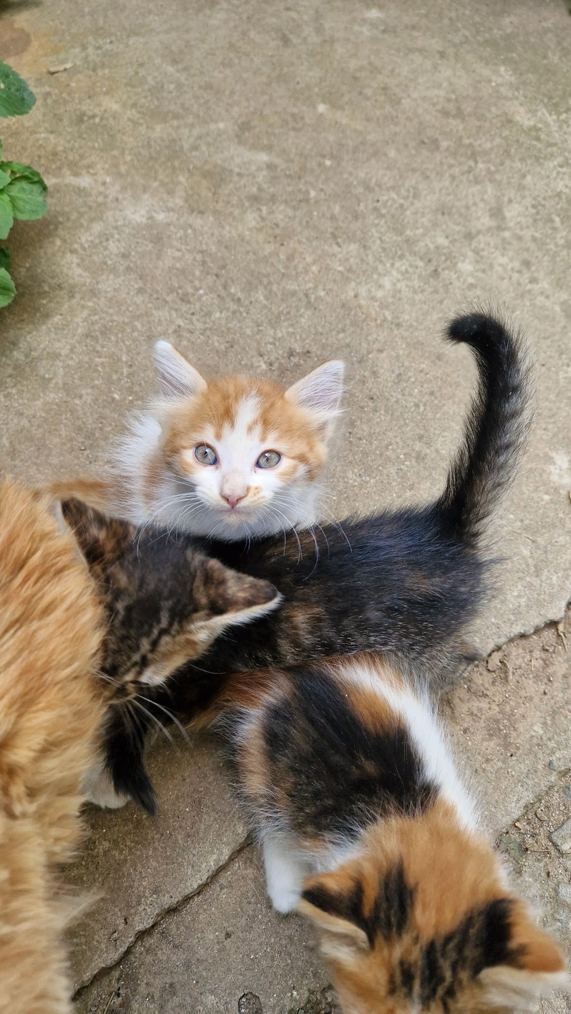Котета си търсят дом