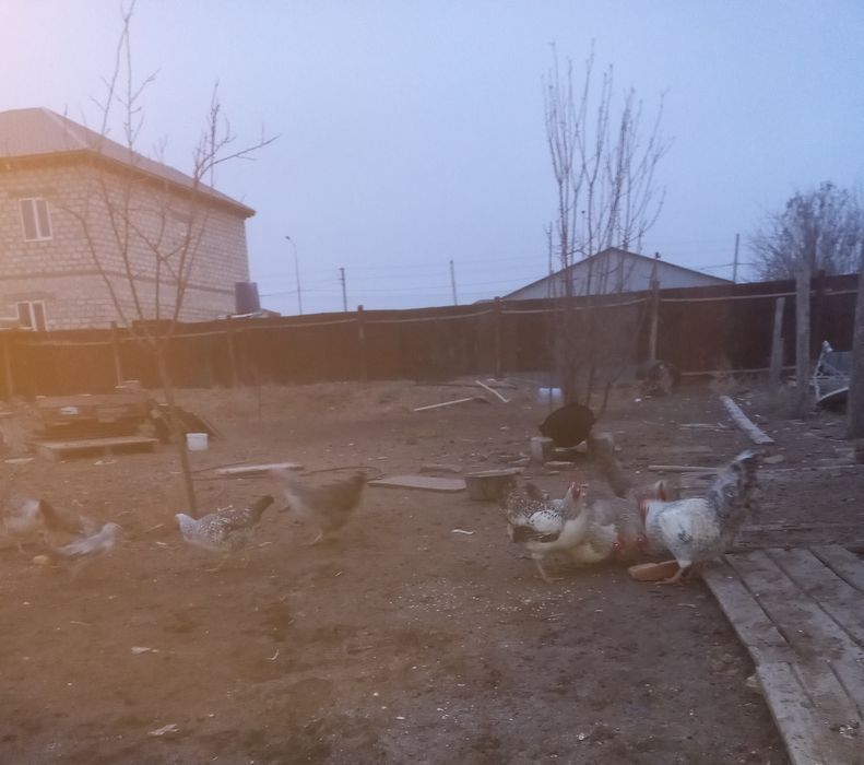 Куры несушки  молодые