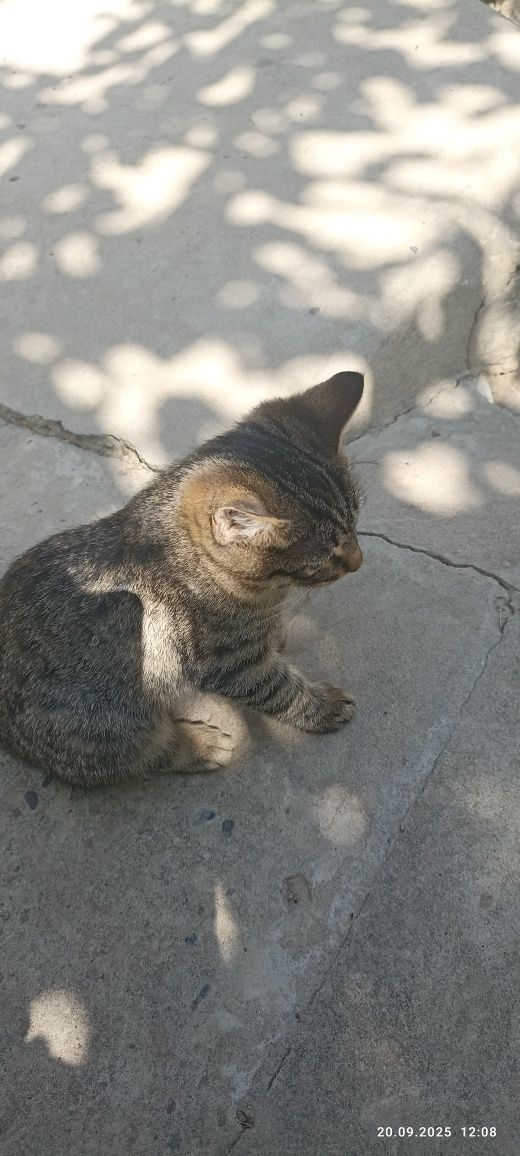 Отдам котят в добрые руки