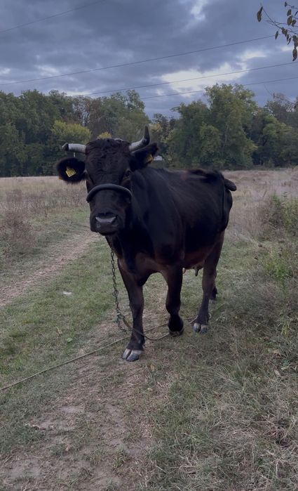 De vânzare vaca brună