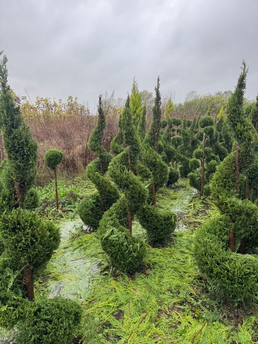 Tuia  leilandii danica