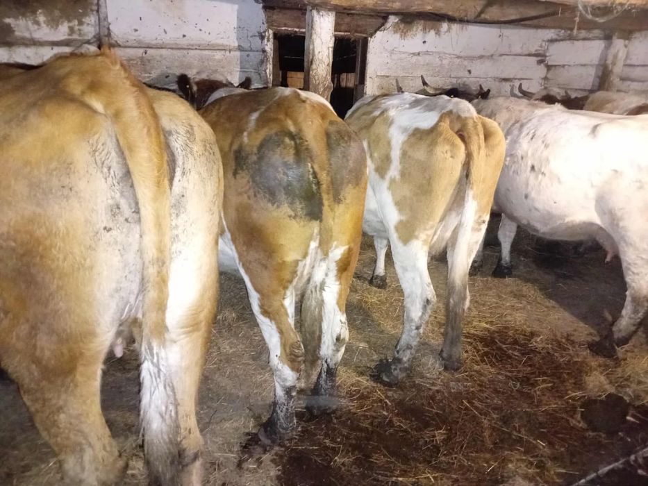 Vaci de vanzare Baltata si Belgian