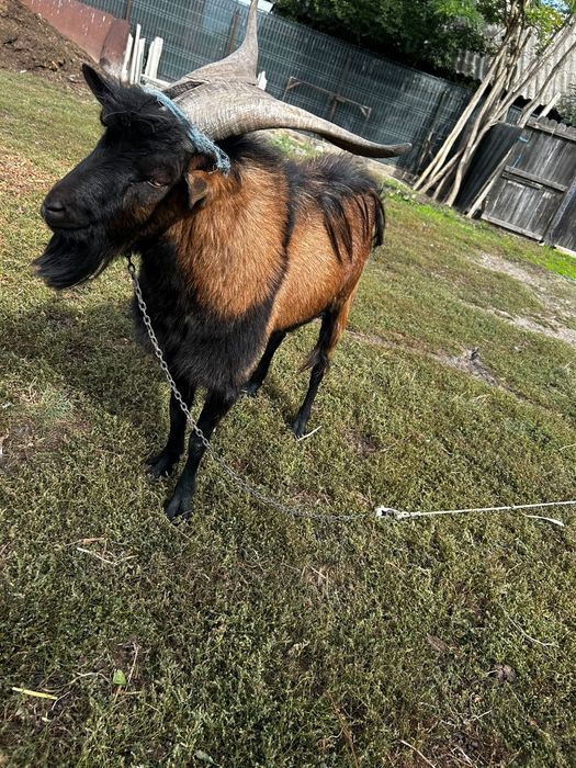 Vând țap alpina franceza