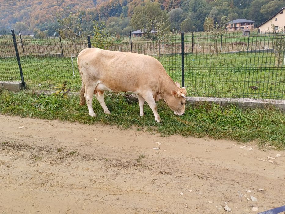 Vând o vacă sau  o juninca cu vițel la alegere!