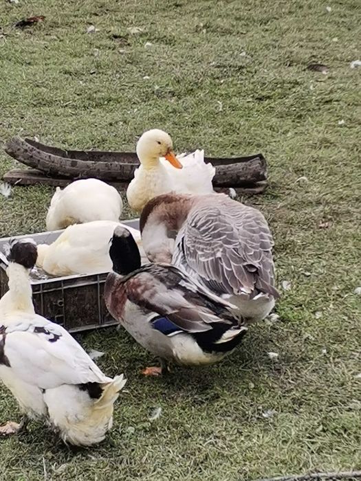 Gâște americane și 9 rate