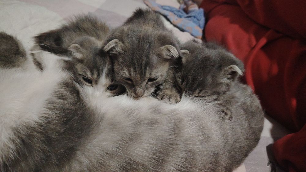 mushuk 2 yarm oyli Scottish Fold