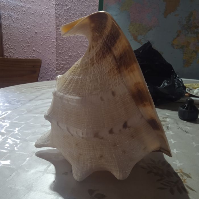 Морская раковина.