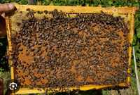 Vând roiuri albine, orice configuratie