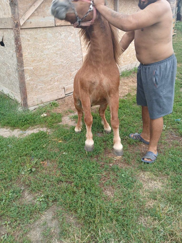 Vand ponei de 6 ani
