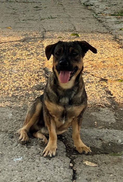 Metis ciobanesc german pitic, pui