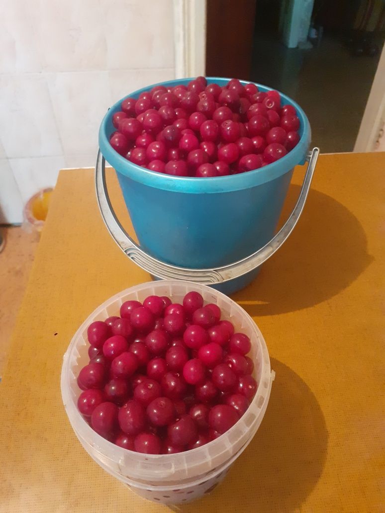 Продам садовую вишню