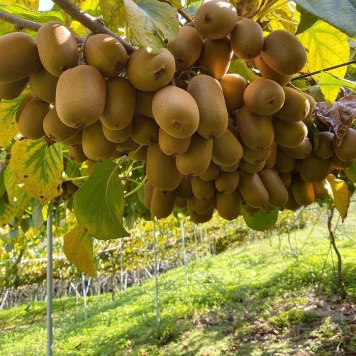 Pomi Fructiferi Exotici (KIWI)