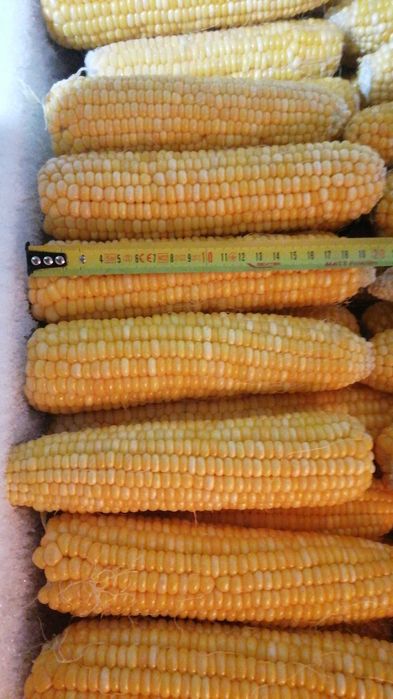 Porumb zaharat congerlat