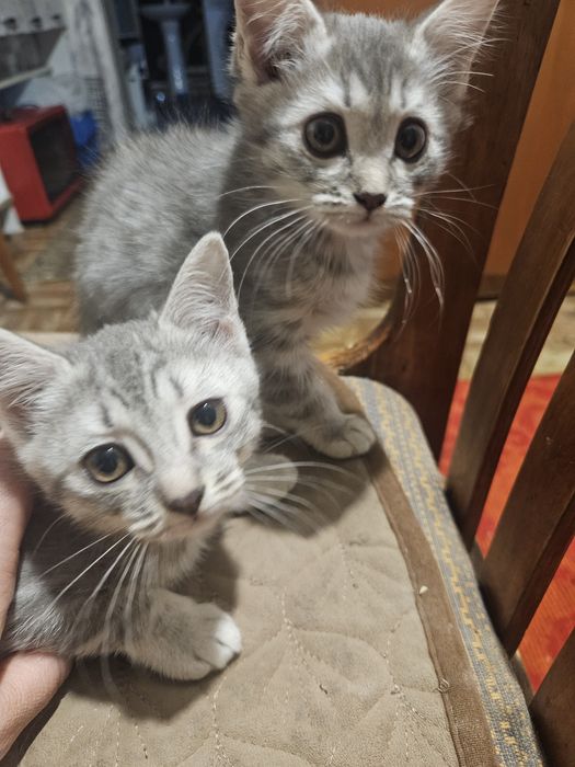 Отдам даром,бесплатно