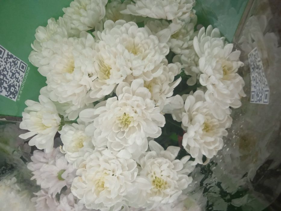 хризантемы , гипсофила продам. продам не