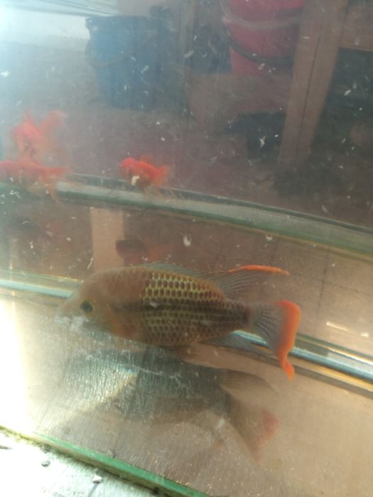 Продаётся рыбка аквариумная
