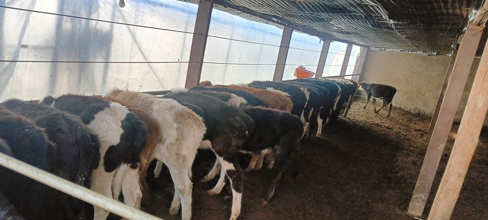 G'unajinla sotiladi siro'chna