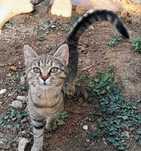 Подарявам котенце