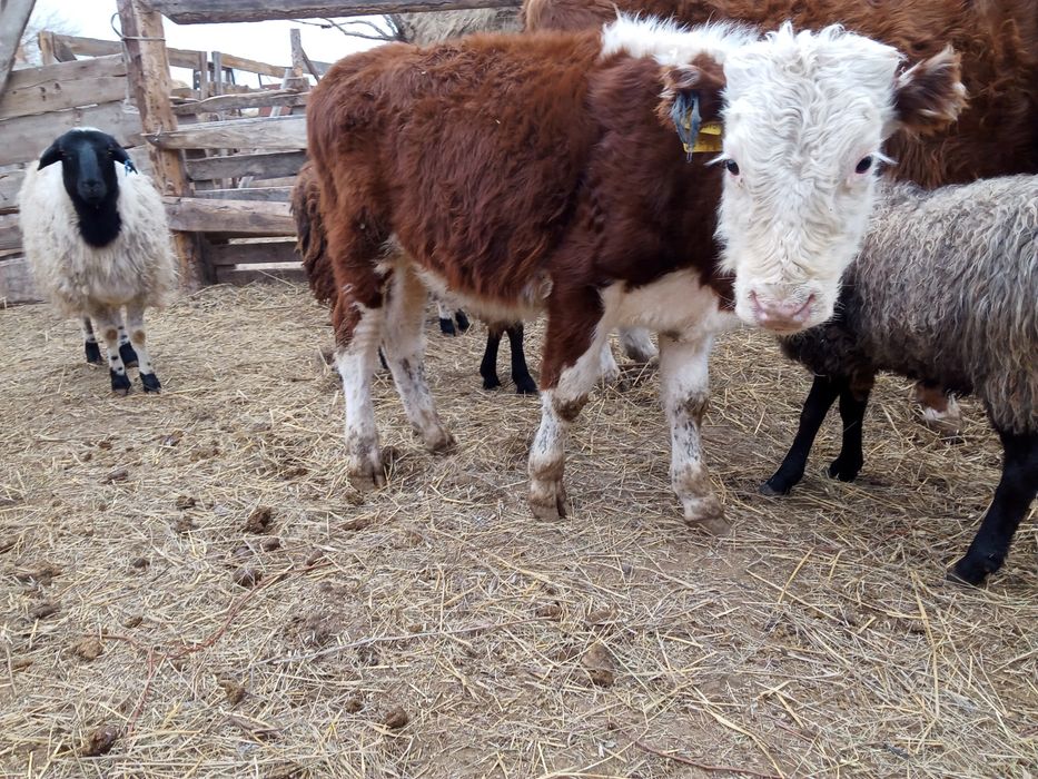 Бузаулар сатамын