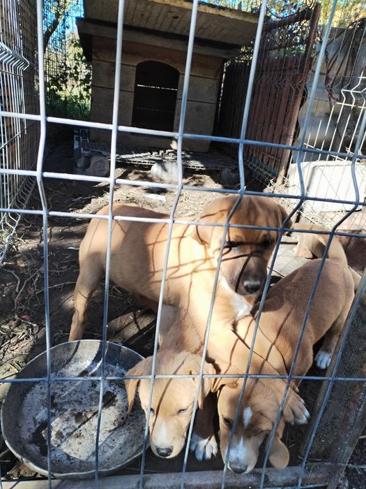 Ofer spre adopție 3 cățelușe!