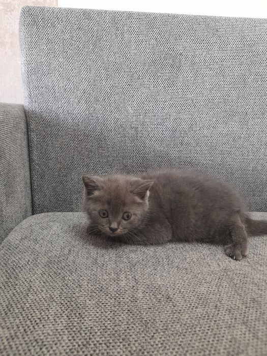 Срочно продаётся котята