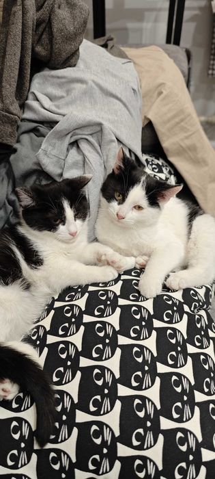 Котята 3 месяца ищут дом