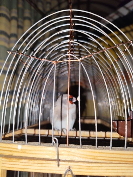 Продам щеглов черноголовых и седоголовых