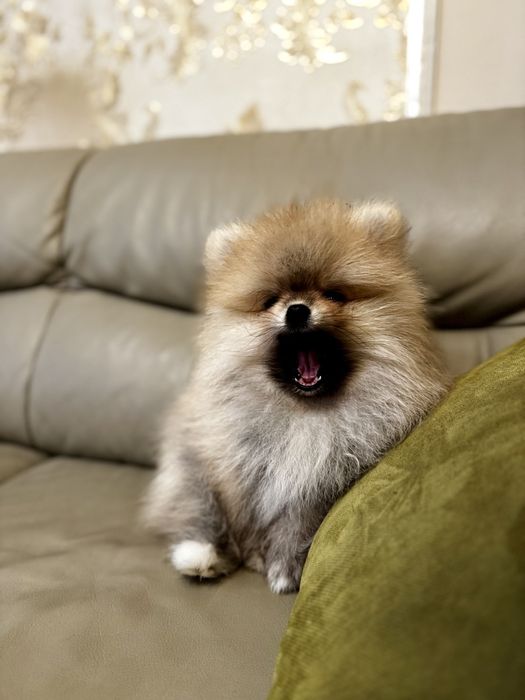 Померани - Мъжки