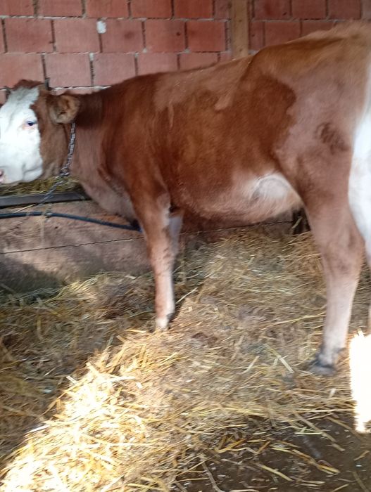 Vând juninca bălțată românească