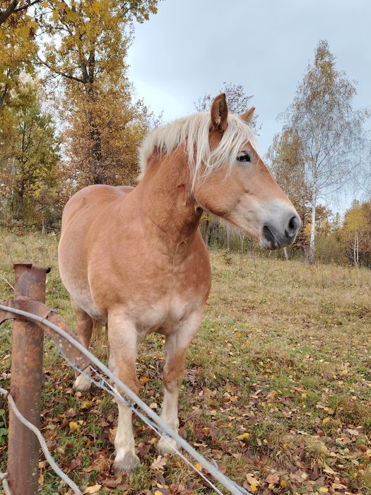 Vând iapă de 5 ani